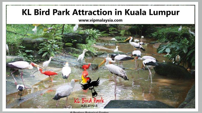 KL Bird Park Attraction in Kuala Lumpur Malaysia