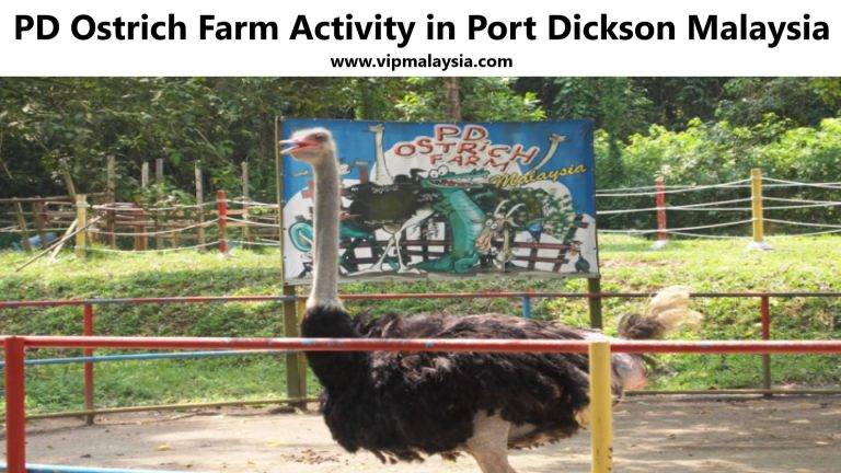 PD Ostrich Farm Activity in Port Dickson Malaysia