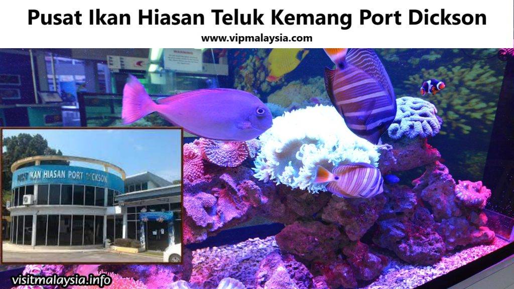 Pusat Ikan Hiasan Teluk Kemang Port Dickson