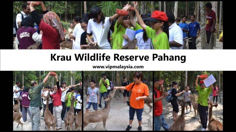 Krau Wildlife Reserve Pahang & Gaur Rehabilitation