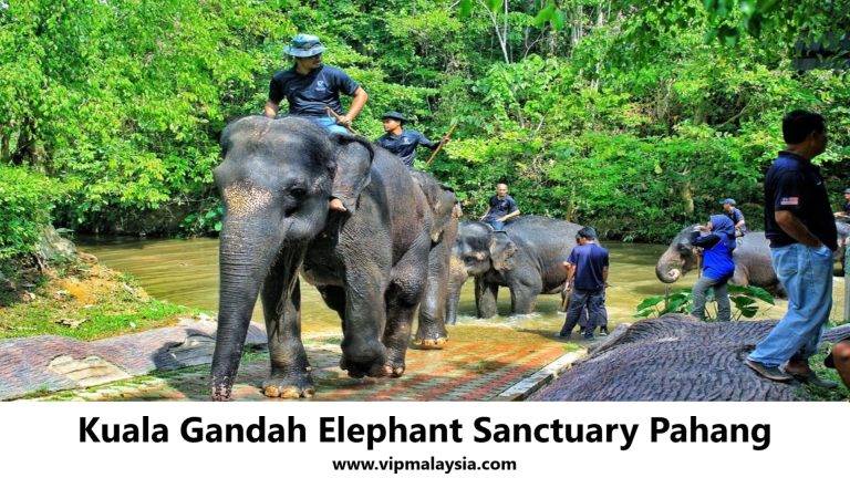 Kuala Gandah Elephant Sanctuary Pahang
