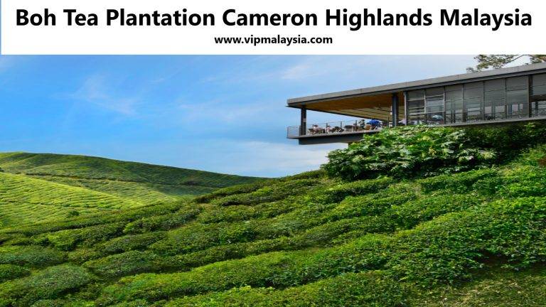 Boh Tea Plantation Cameron Highlands Malaysia