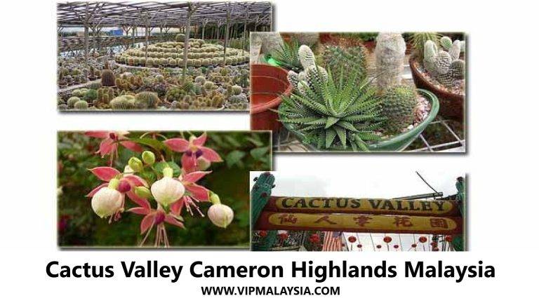 Cactus Valley Cameron Highlands Malaysia