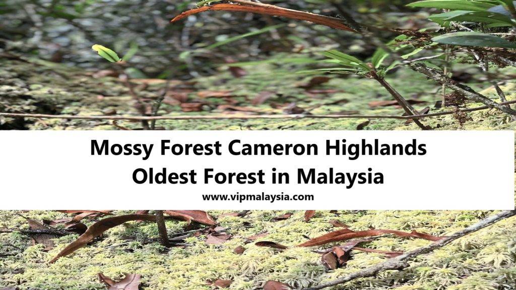 Mossy Forest, Cameron Highlands, Malaysia