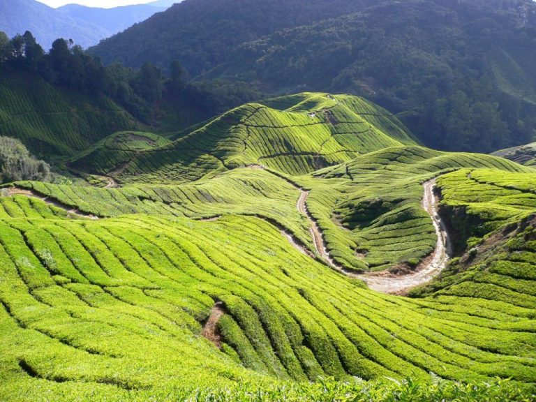 Places to Visit in Cameron Highlands, Malaysia