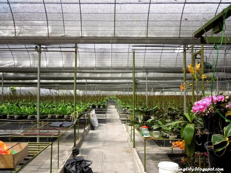 Orchid Farm, Genting Highlands