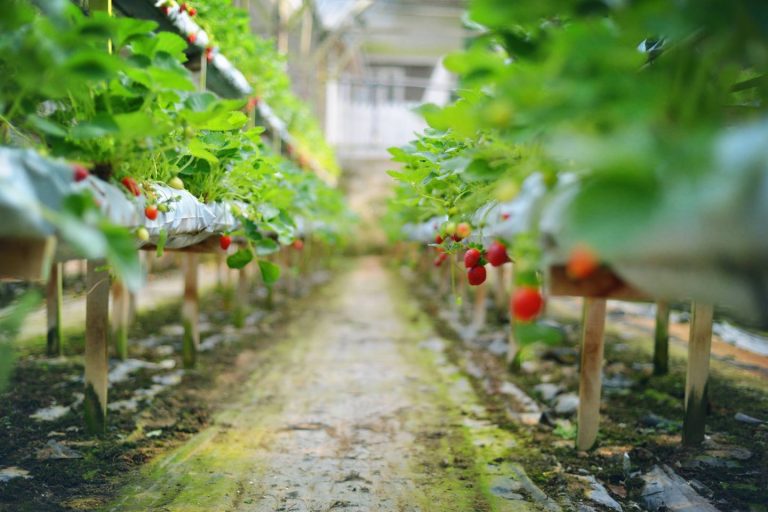 Strawberry Farm, Genting Highlands