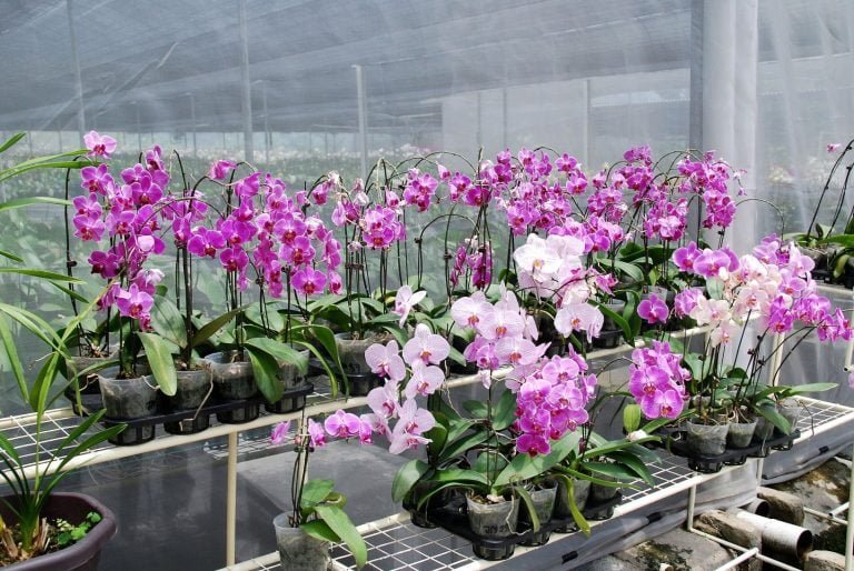 Orchid Farm Genting Farm Best in GohTong Jaya