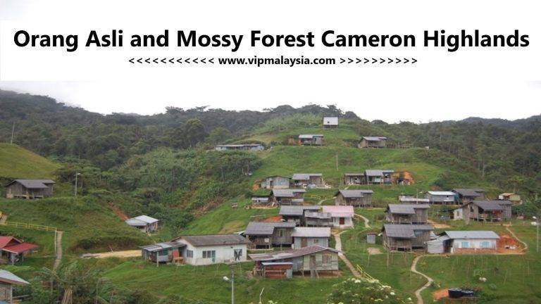 Orang Asli and Mossy Forest Cameron Highlands