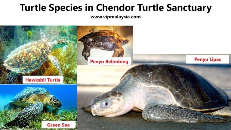 Turtle Species in Chendor Turtle Sanctuary Cherating Pahang